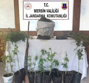 Mersin’de yasadışı kenevir ekimi yapan şüpheli, 4 kilo 870 gram