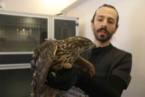 Veteriner Hekim Berkin Erdoğan, yabani hayvanlara müdahalenin izne tabi olduğunu