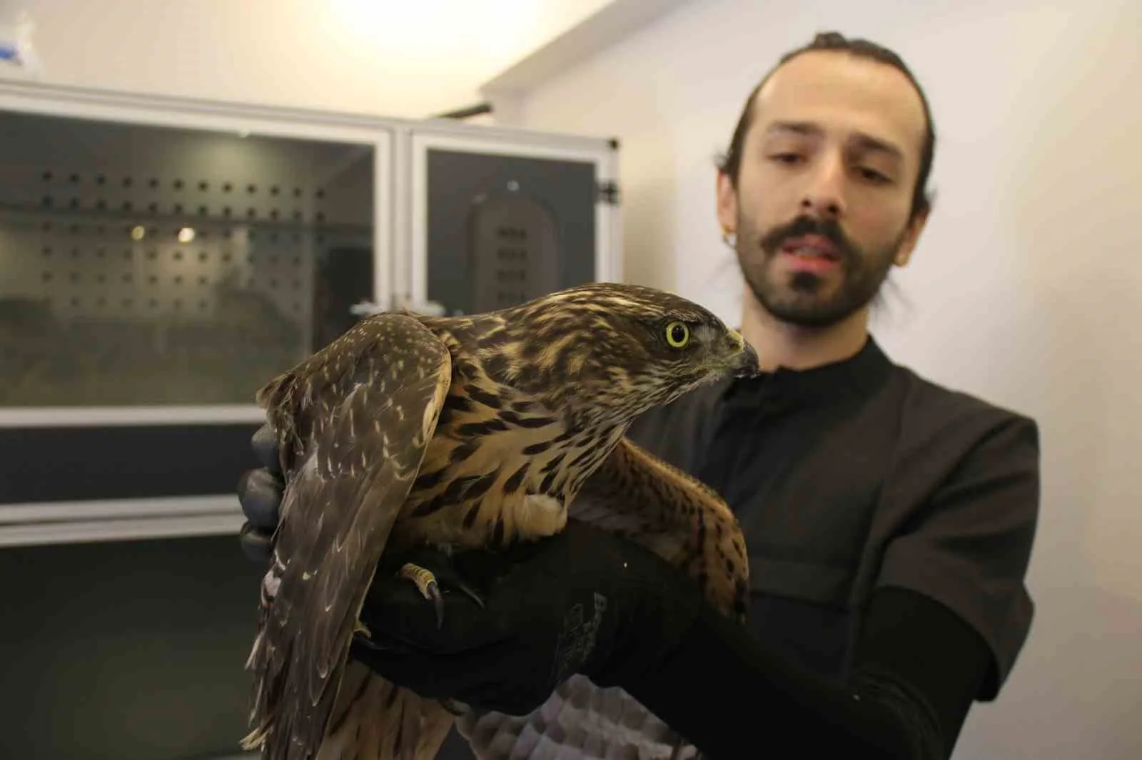 Veteriner Hekim Berkin Erdoğan, yabani hayvanlara müdahalenin izne tabi olduğunu