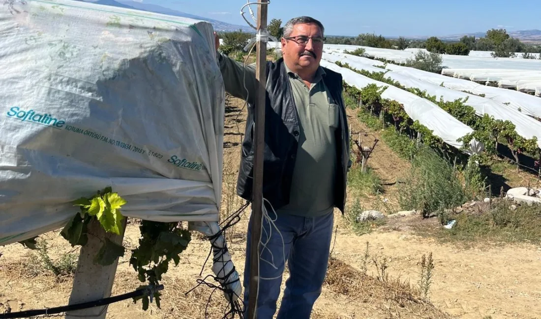 Manisa’nın Sarıgöl ilçesine bağlı Özpınar Mahallesi’nde üzüm üreticisi Halil Kılıç,