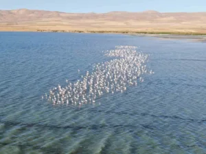İran’ın Urumiye Gölü’nde yaşanan ciddi kuruma nedeniyle yüzlerce flamingo bu