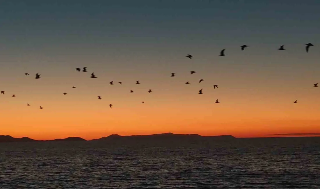 Van Gölü sahillerinde gündüz saatlerinde yiyecek arayarak karınlarını doyuran kuşlar,