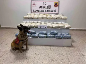 Van’ın Başkale ilçesinde jandarma ekiplerince yapılan çalışmalarda 47.8 kilogram skunk