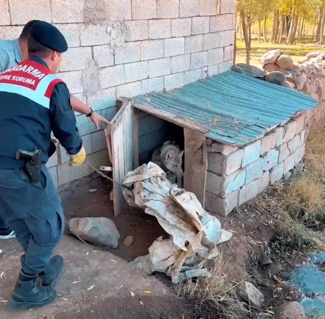 Van’ın Muradiye ilçesinde tasma taktığı kurdu zincirle evin önüne bağlayan