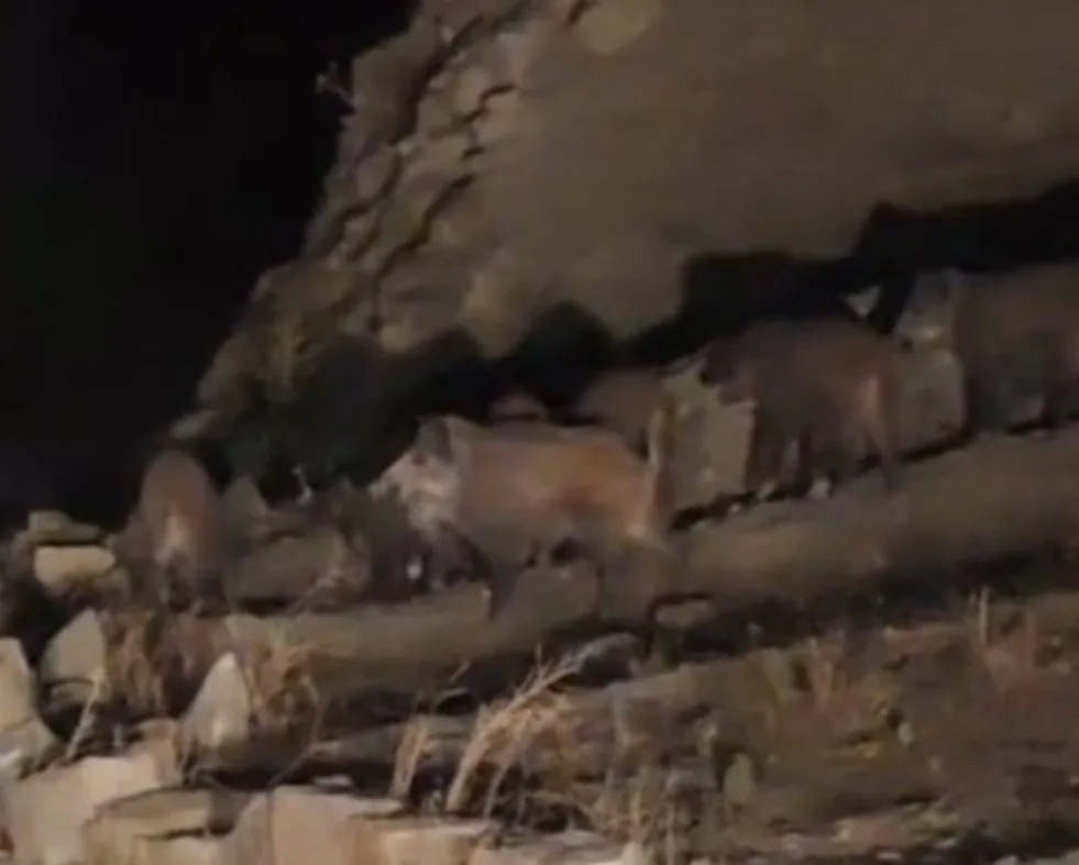 Van’ın Başkale ilçesinde mahallaye inerek yiyecek arayan domuz sürüsü görüntülendi.