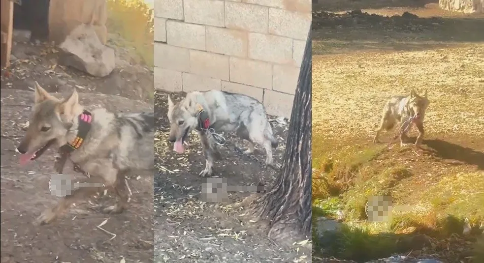 Van’ın Muradiye ilçesinde tasma takılarak zincirle evin önüne bağlanan kurt,