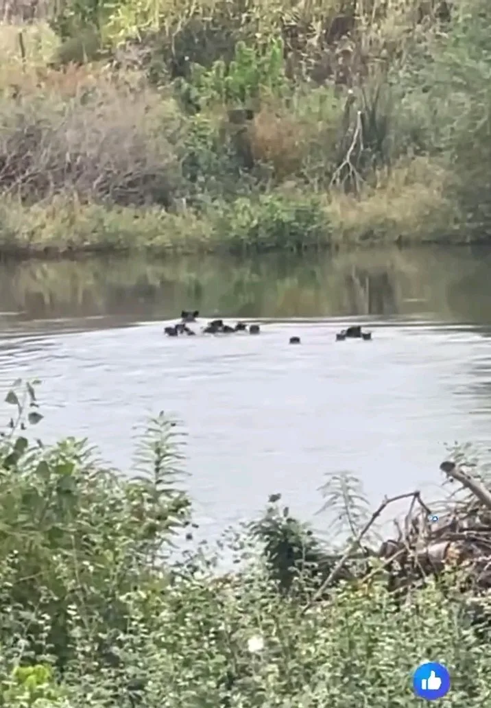 EDİRNE (İHA) – Edirne’de Meriç Nehri üzerinden Yunanistan’a geçtiği görülen