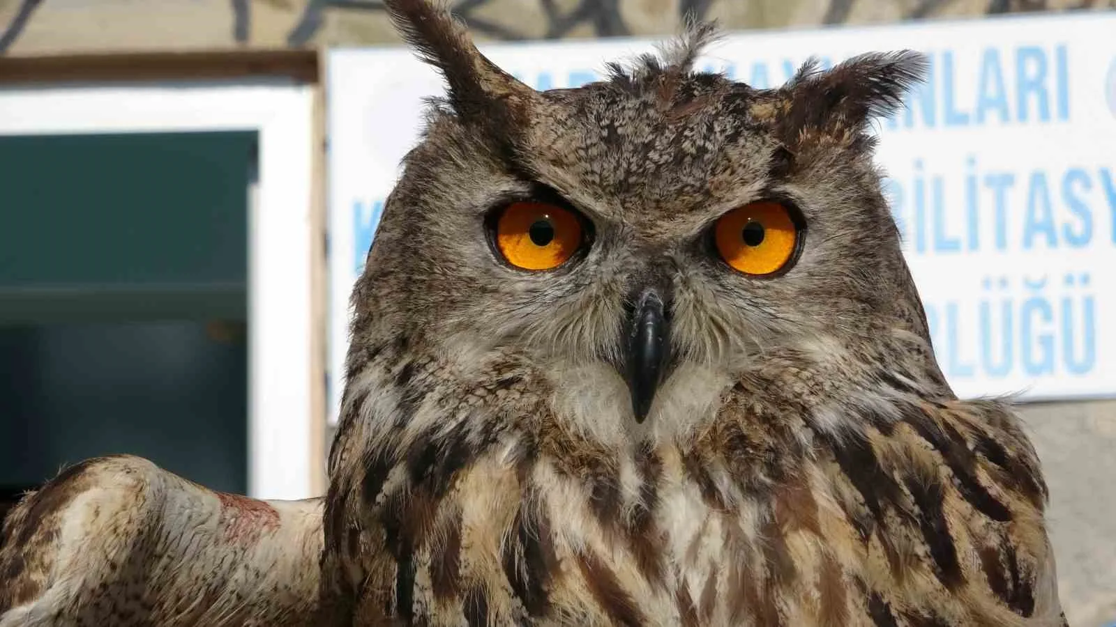 Van Yüzüncü Yıl Üniversitesi (YYÜ) Yaban Hayvanları Koruma ve Rehabilitasyon