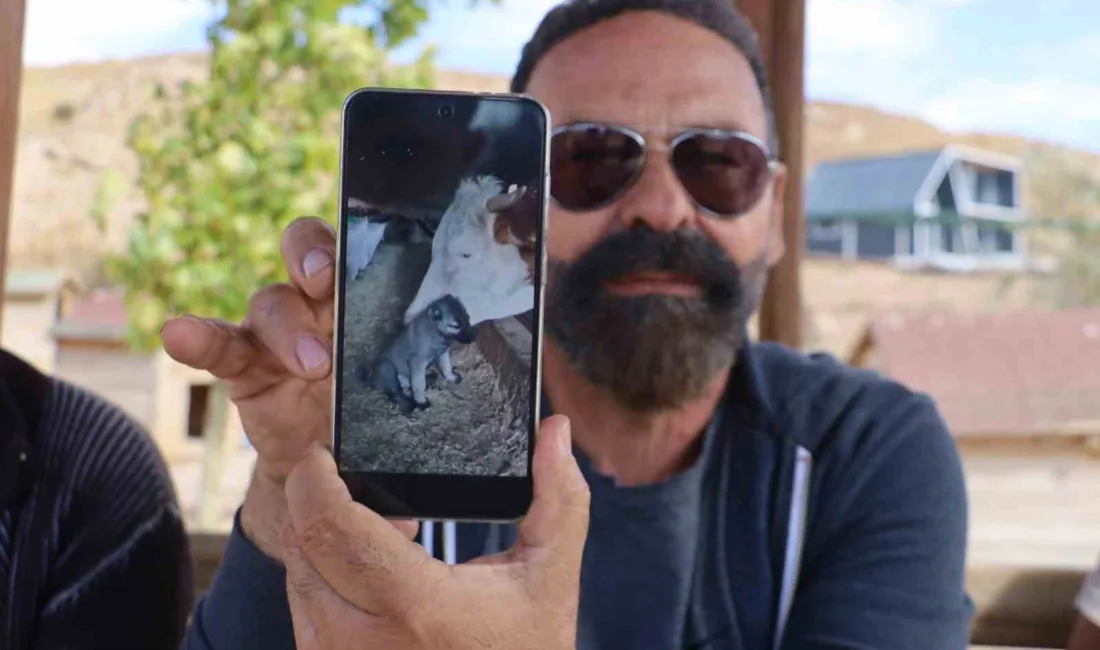Sivas’ta 45 günlükken bir çiftliğe gönderilen kangal yavrusu ile ineğin