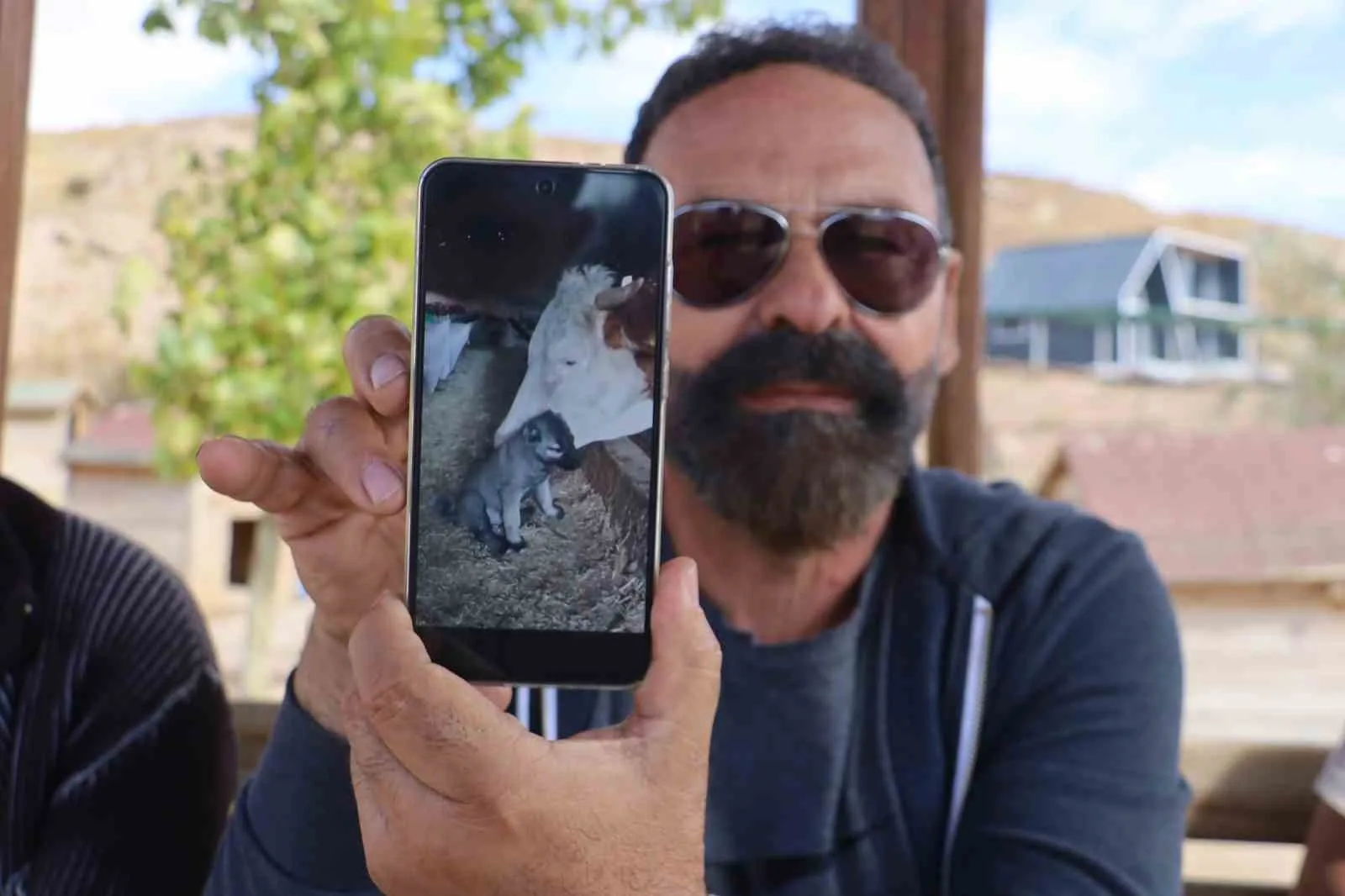 Sivas’ta 45 günlükken bir çiftliğe gönderilen kangal yavrusu ile ineğin