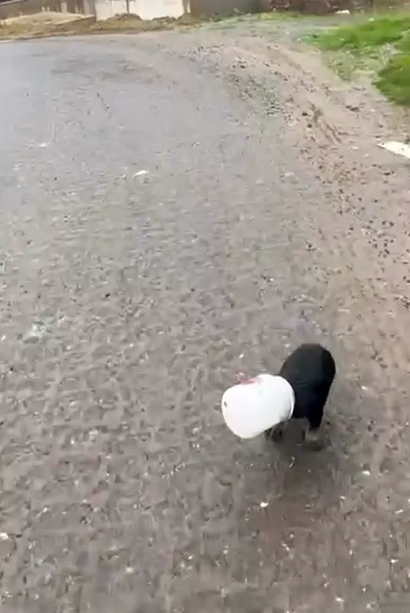 Yalova’nın Çiftlikköy ilçesinde kafası plastik yoğurt kabına sıkışan yavru köpeğin