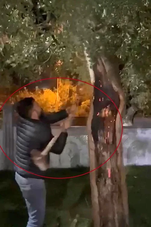 Siirt’in Kurtalan ilçesinde ağacın köküne bırakılan köz nedeni ile yangın