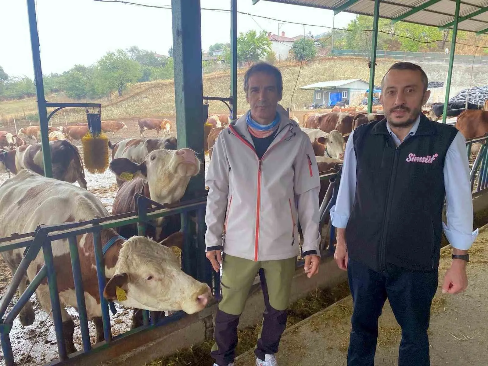Marmara Bölgesi’nde ilk kez Bursa’nın Yenişehir ilçesinde bir süt sağım