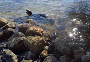 Dünyada sayıları binlerle ifade edilen, nesli tehlike altındaki türlerden olan