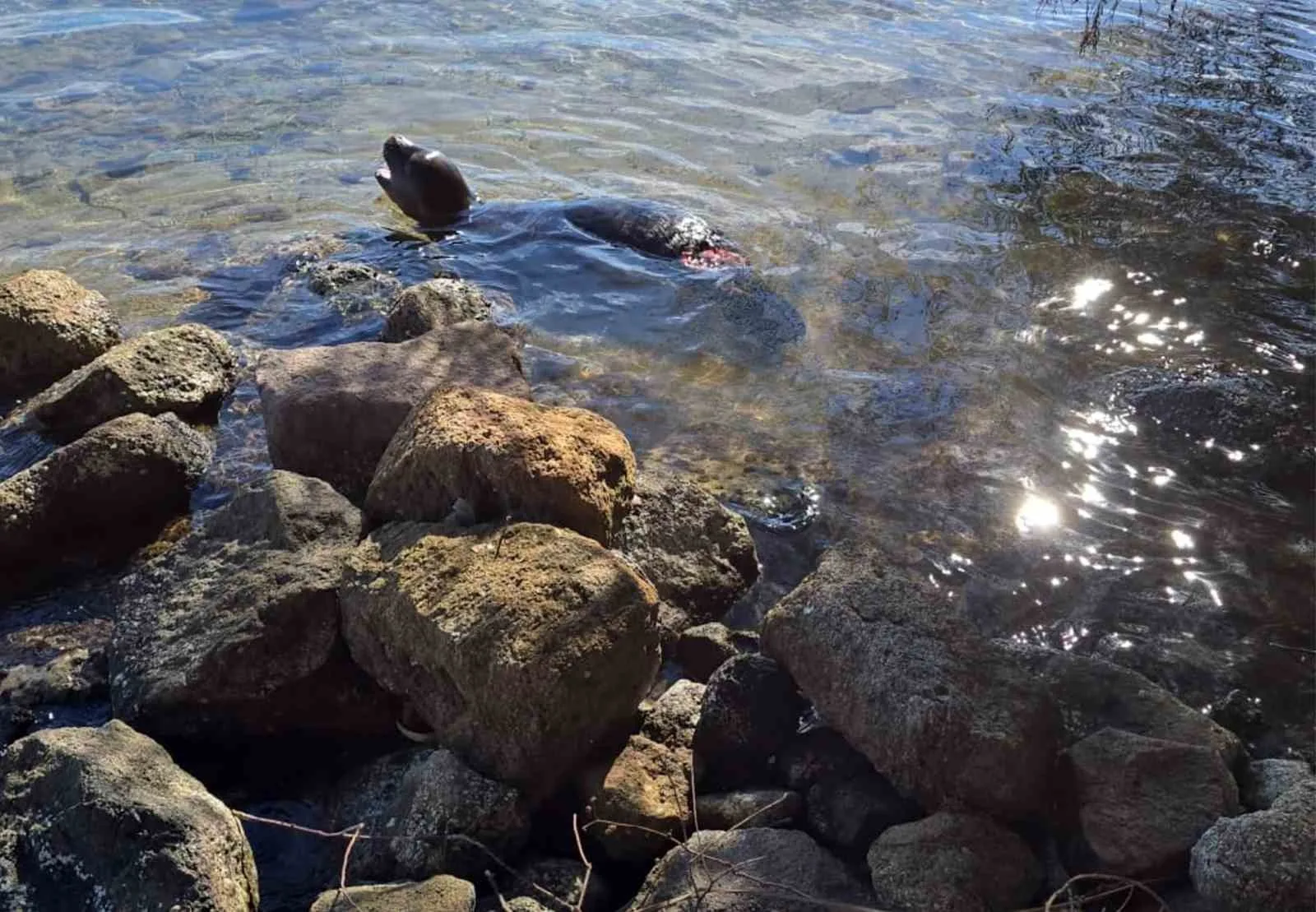 Dünyada sayıları binlerle ifade edilen, nesli tehlike altındaki türlerden olan