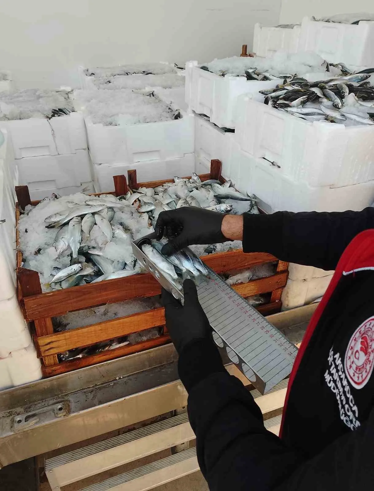 DÜZCE(İHA) – Düzce’nin Akçakoca ilçesinde balıkçı teknelerinde yapılan kontrollerde yasal