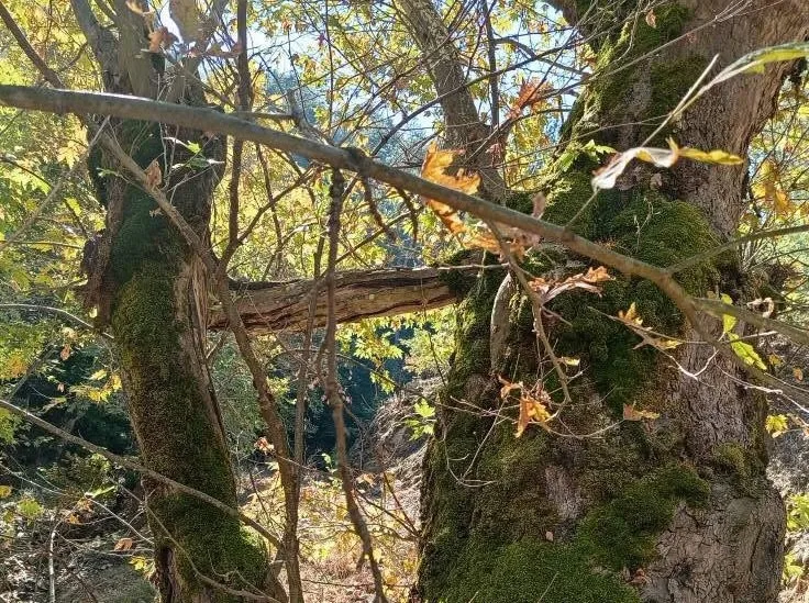 Manisa’nın Sarıgöl ilçesindeki ormanlık alanda, yaşlı bir çınarın yanında yetişen