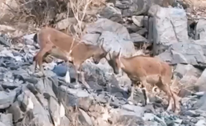 Hakkari’nin Yüksekova ilçesine bağlı Dağlıca köyünde, iki yavru dağ keçisinin