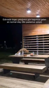 Doğum günü partisine yavru tilki sürprizi yaşandı. Edirne’de Millet Bahçesi’nde