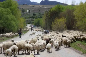 Yaz aylarında sürüleriyle Erzincan’daki yaylalarda konaklayan göçerler, bugünlerde havaların soğumasıyla