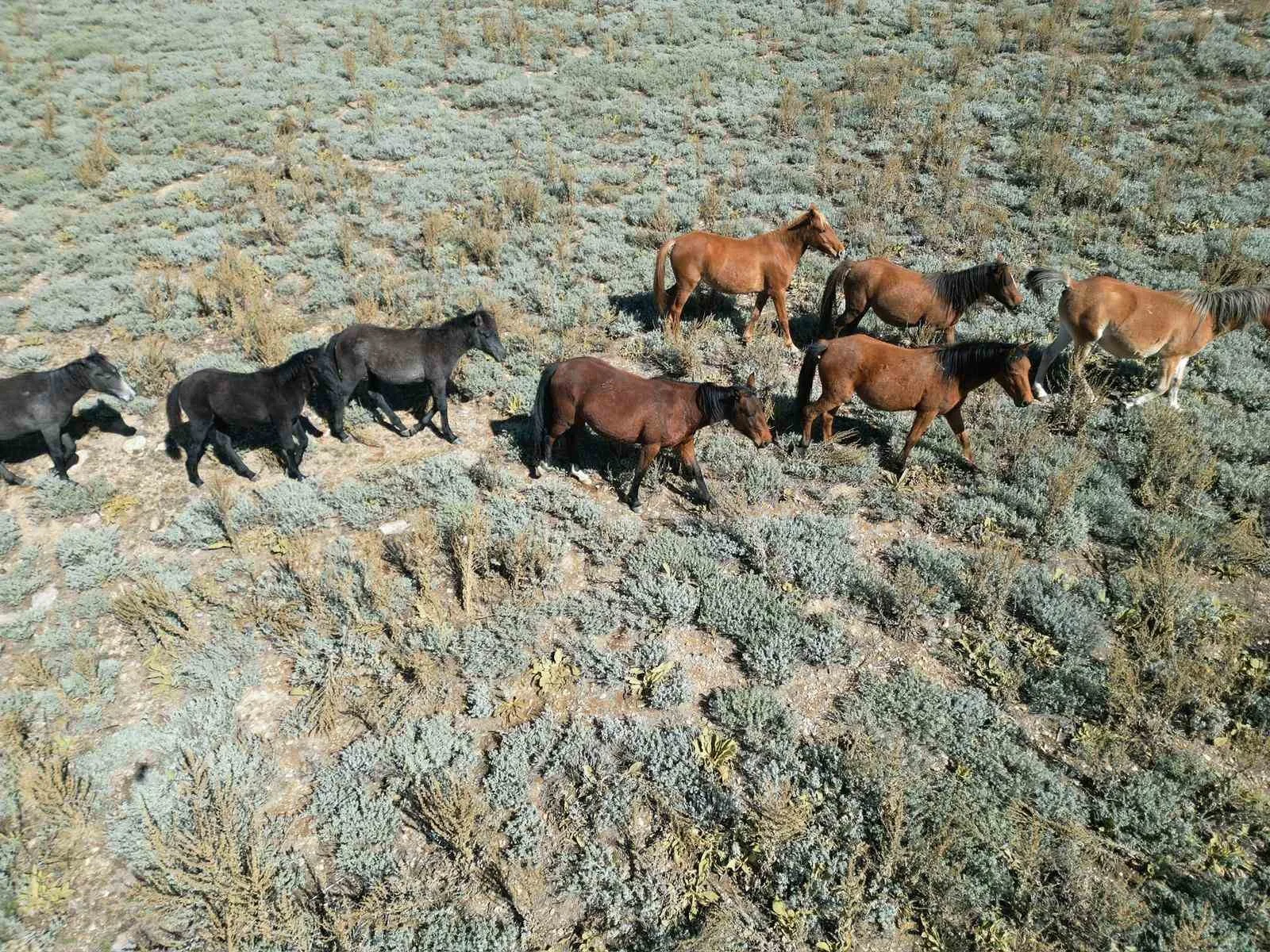 Afyonkarahisar’da sonbahar mevsiminin gelmesiyle yiyecek arayışına giren ve ürkeklikleri ile