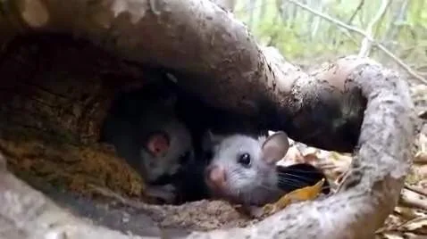 Karabük’ün doğal güzellikleriyle ünlü Dünya Doğayı Koruma Vakfı (WWF) tarafından