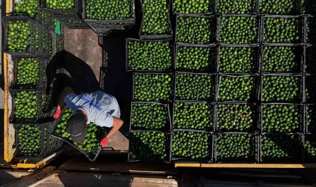Bodrum Belediyesi, ilçe genelindeki üreticilerden Yeşil Bodrum Mandalini alımlarına devam