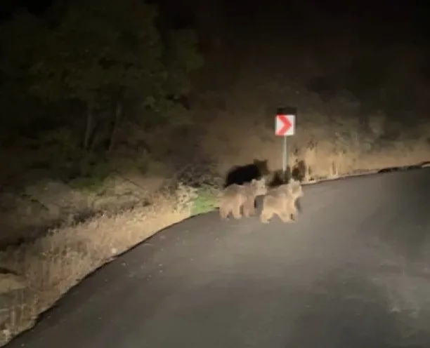 Erzincan’ın Kemaliye ilçesinde yola inen iki yavru ayı araçla ilerleyen