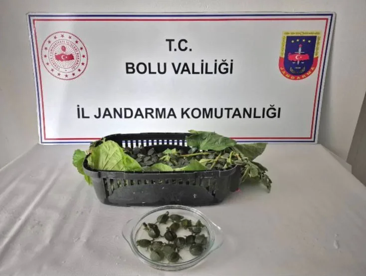Bolu’da jandarma ekipleri tarafından durdurulan bir yolcu otobüsünün bagajında, ticareti