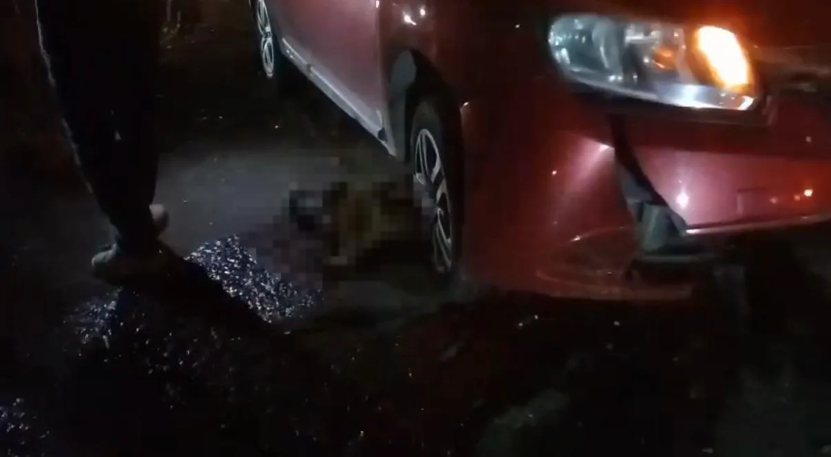 Diyarbakır’ın Silvan ilçesinde yolun ortasında doğum yapan manda, otomobil çarpması