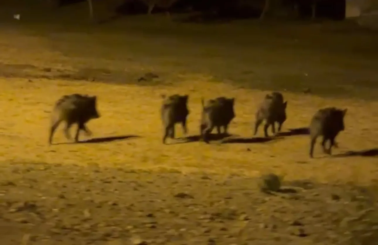 Hakkari’nin Yüksekova-Şemdinli karayolu üzerinde yer alan Duraklı köyünde domuz sürüsü