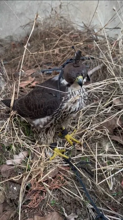 Doğa Koruma ve Milli Parklar Genel Müdürlüğü (DKMP), yurt dışına