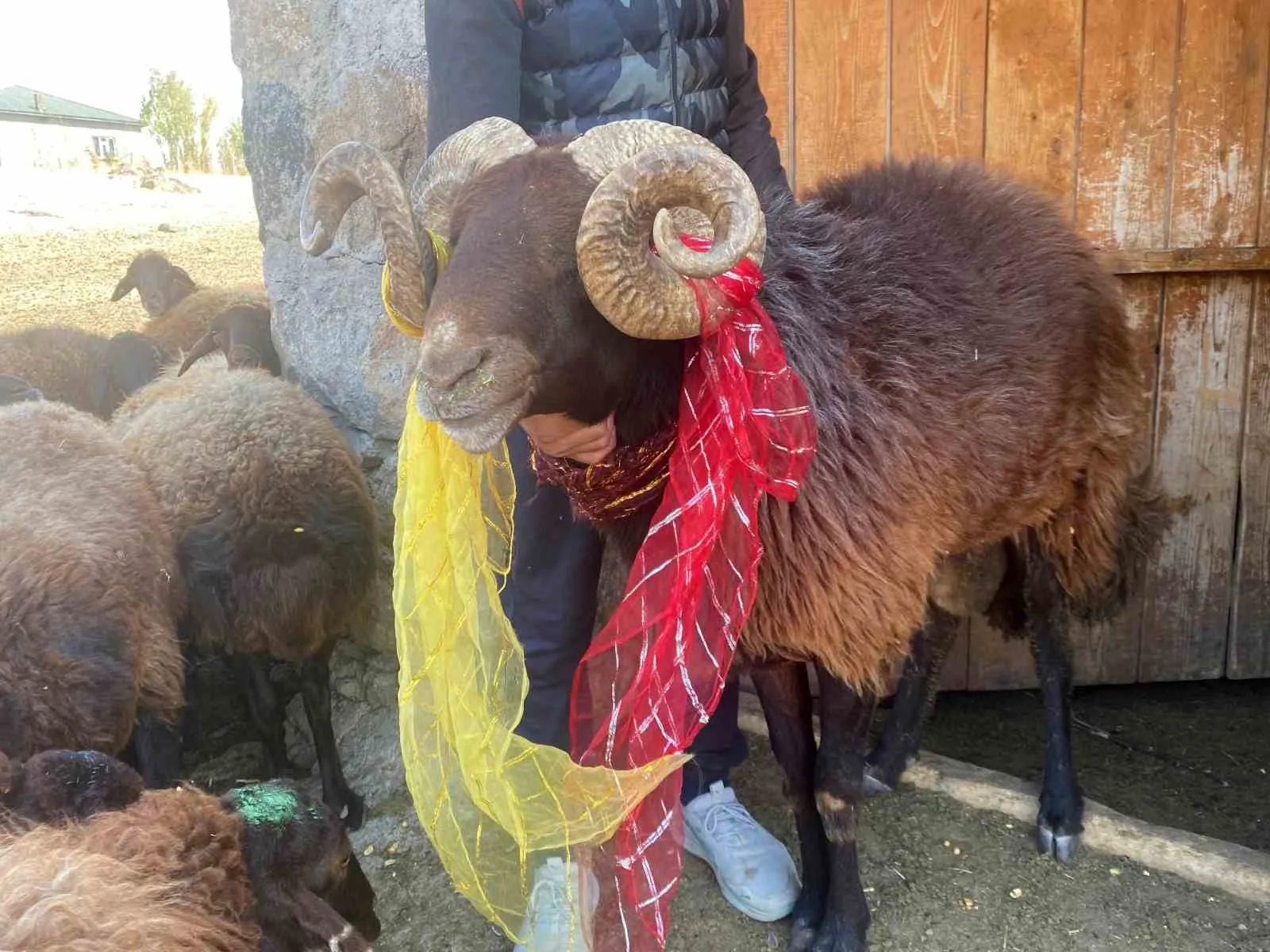 Ağrı’nın Patnos ilçesinde yüzyıllardır süregelen koç katımı geleneği, renkli koçlarla