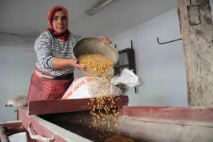 Karadeniz’in köylerinde bir zamanlar mısır tarlalarının bereketiyle dönen su değirmenleri,