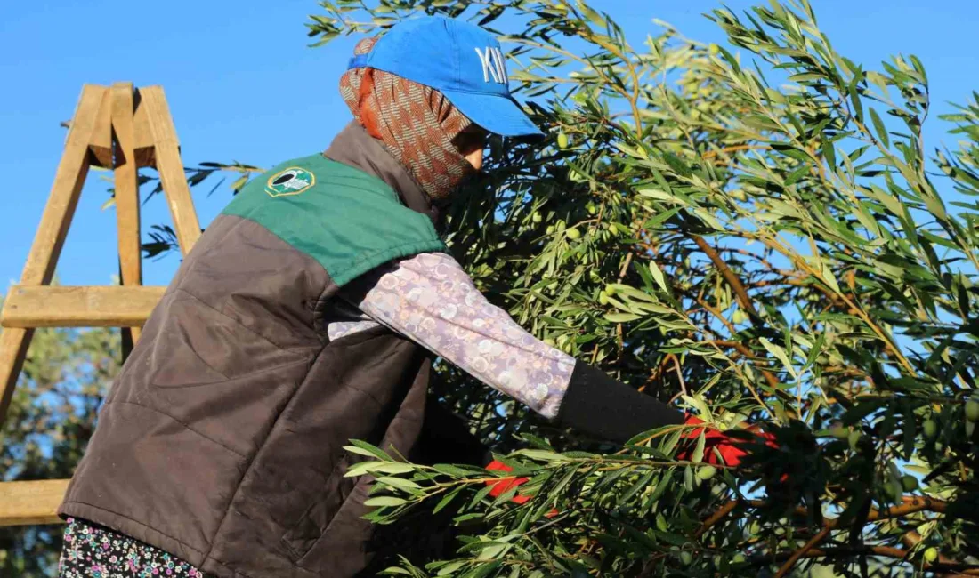 Balıkesir’in Ayvalık ilçesinin Altınova Mahallesi’nde dualar ve hayır yemeğiyle yapılan