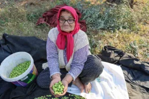 Adana’nın Kozan ilçesinde zeytin hasadı asırlık ağaçlardan ürünlerin toplanmasıyla başladı.
