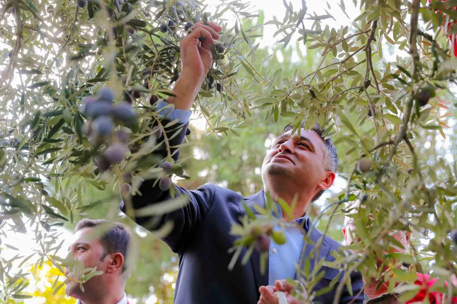 Aliağa’nın köklü tarımsal mirasını ve ’ölmez ağaç’ zeytinin bereketini yaşatmak