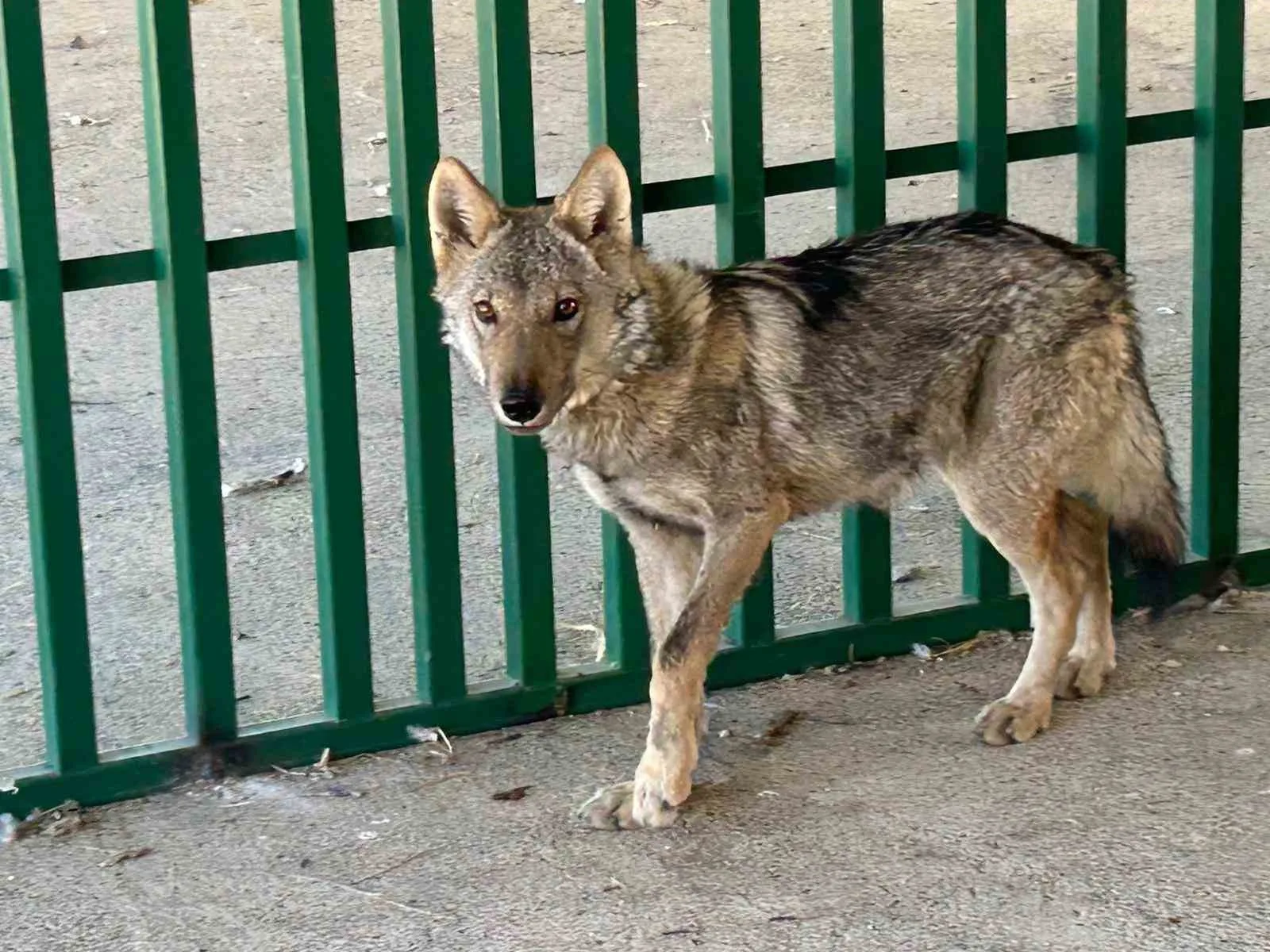 VAN (İHA) – Van’ın Muradiye ilçesinde zincire vurularak evin önüne