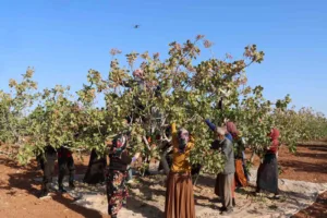 Gaziantep’te ’yeşil altın’ olarak bilinen Antep fıstığında hasat sezonu son