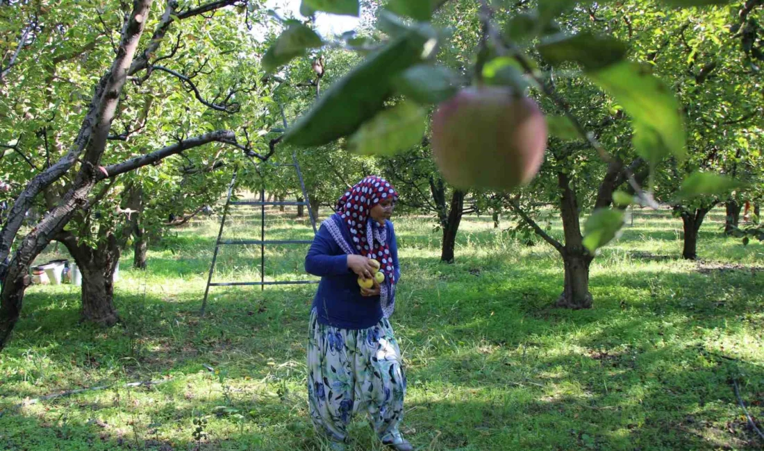 Amasya’da coğrafi işaret tescilli misket elmanın hasadı bu yıl yapılamadı.