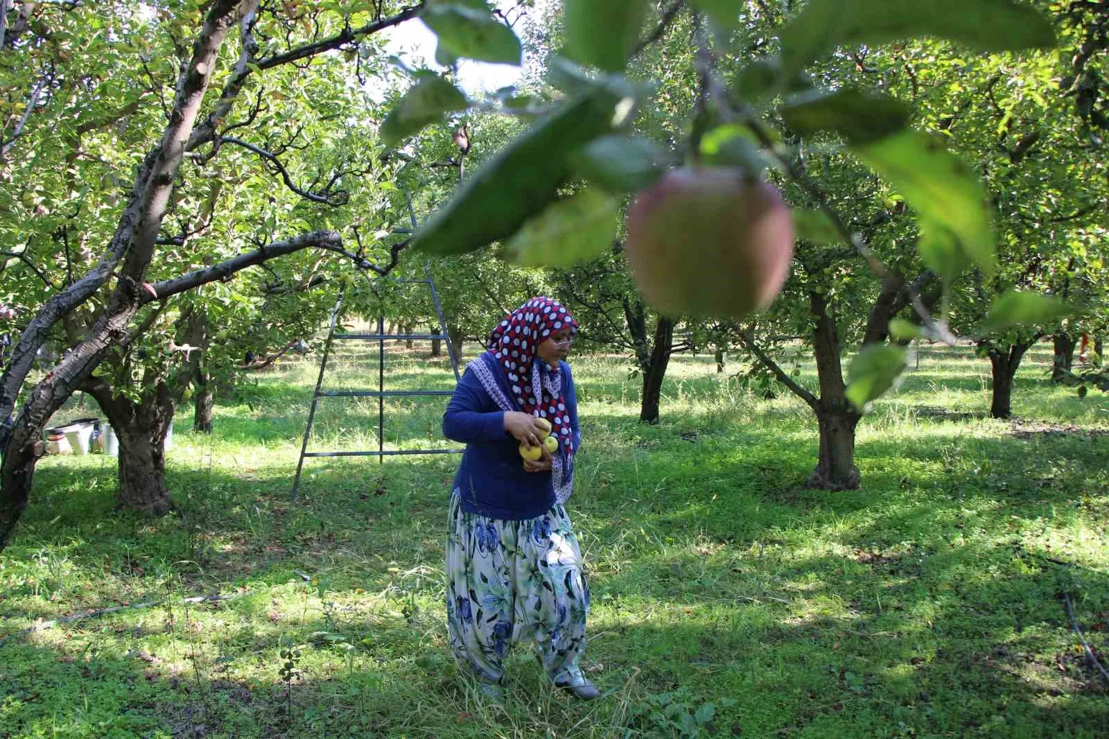 Amasya’da coğrafi işaret tescilli misket elmanın hasadı bu yıl yapılamadı.