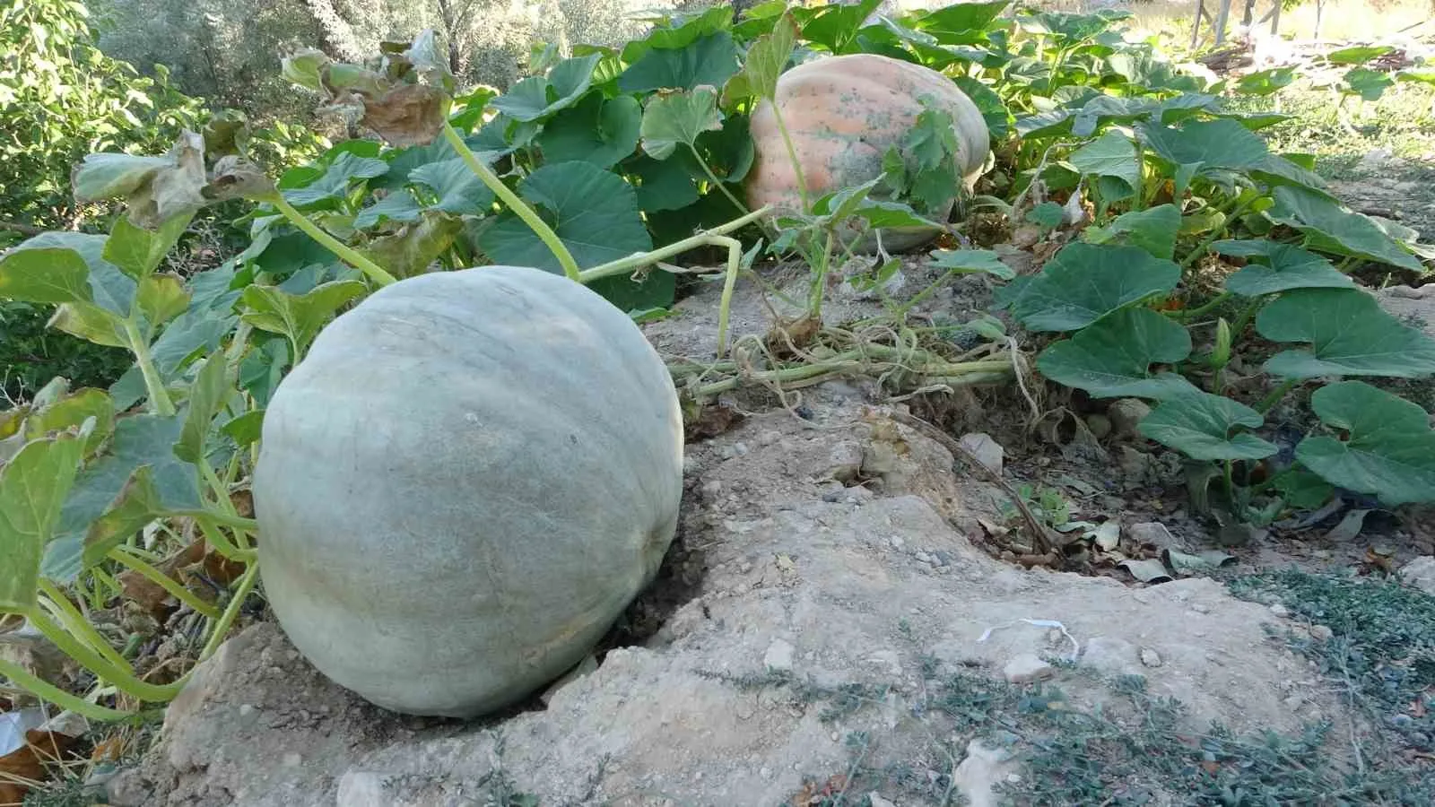 Malatya’da nisan ayında yaşanan zirai don, başta kayısı olmak üzere
