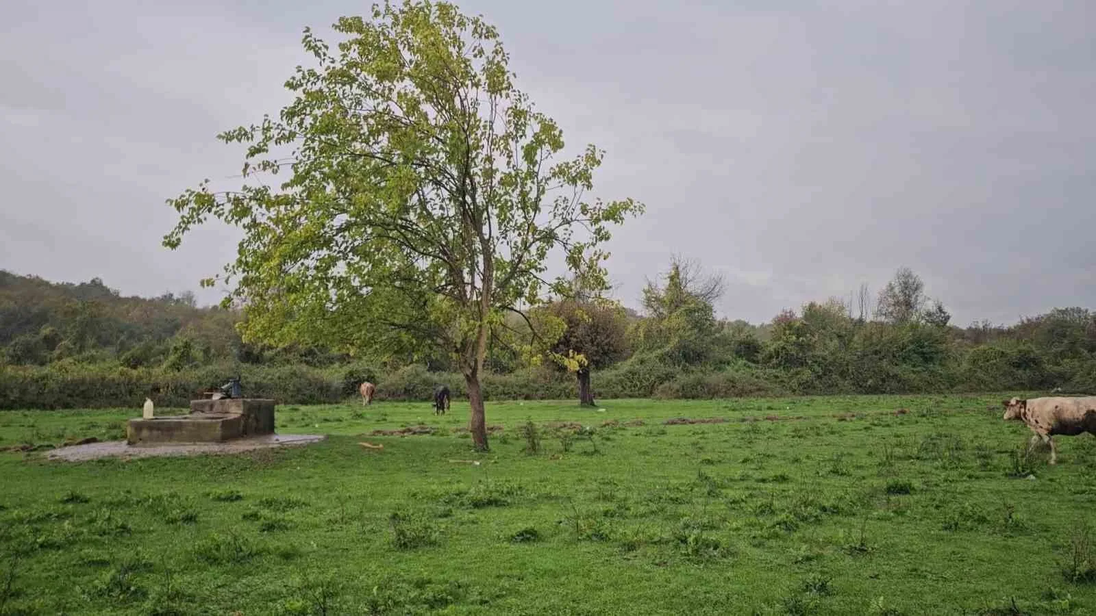 Zonguldak’ın Çaycuma ilçesinde su kuyusunda kadın cesedi bulundu. Otopsi için