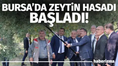 Bursa ve ilçelerinde zeytin hasadı başladı. Çiftçiler sabahın ilk ışıklarıyla