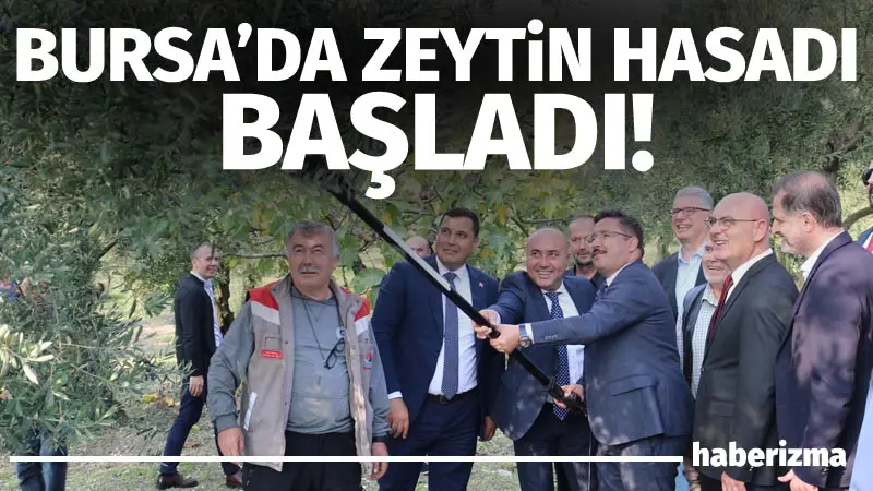 Bursa ve ilçelerinde zeytin hasadı başladı. Çiftçiler sabahın ilk ışıklarıyla