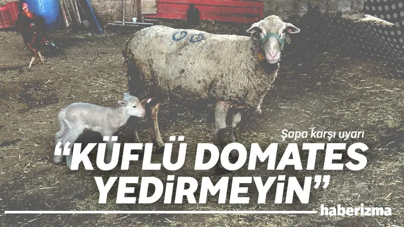 Bursa Uludağ Üniversitesi Veteriner Fakültesi İç Hastalıkları Ana Bilim Dalı