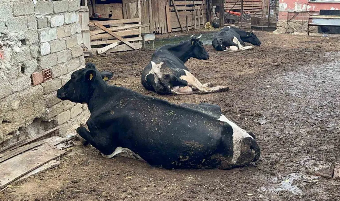 Bursa’nın Yenişehir ilçesinde süt sığırcılığı yapan Mustafa Arslan, 8 buzağısını