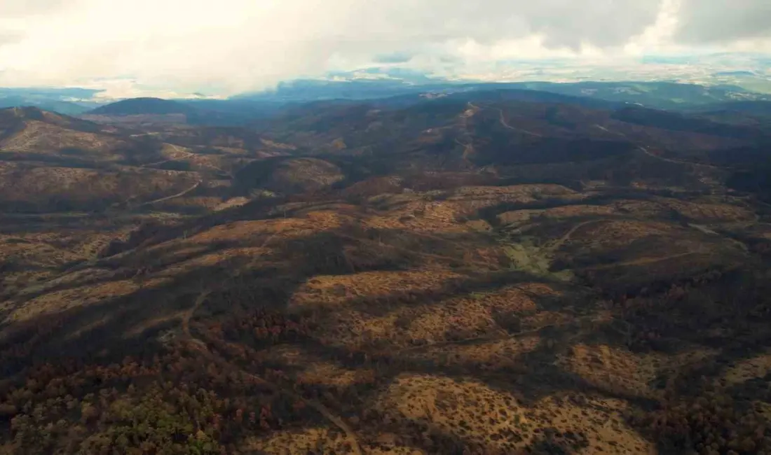 Bursa’da yaz ayında çıkan orman yangınlarında 953 hektarlık alan kül