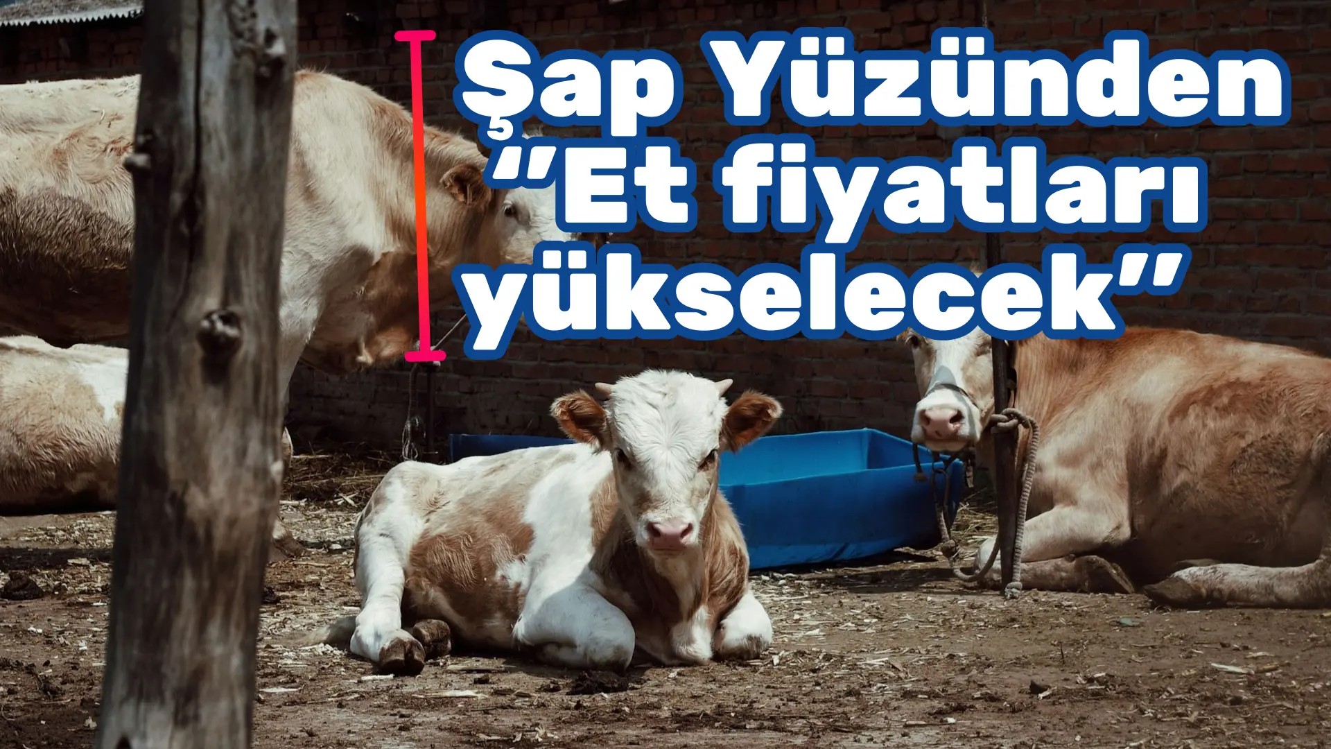 Tüm Süt, Et ve Damızlık Sığır Yetiştiricileri Derneği (TÜSEDAD) Başkanı