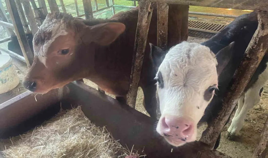 ABD Tarım Bakanlığı (USDA), dünyanın en büyük ikinci canlı hayvan ithalatçısı